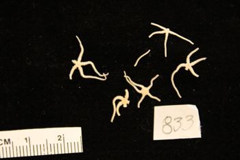 Media type: image;   Invertebrate Zoology OPH-833